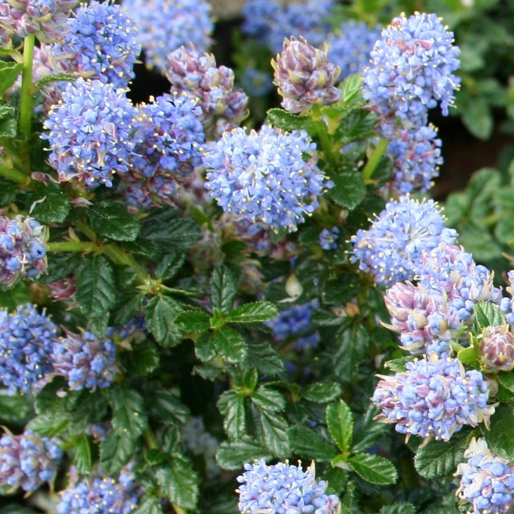 Ceanothus (x) Blue Mound