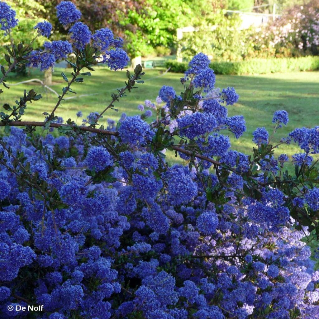 Kalifornischer Flieder Blue Sapphire - Ceanothus thyrsiflorus var. repens