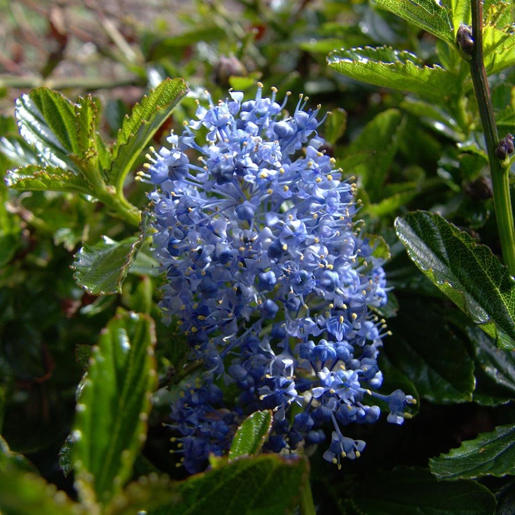 Säckelblume Burkwoodii - Ceanothus