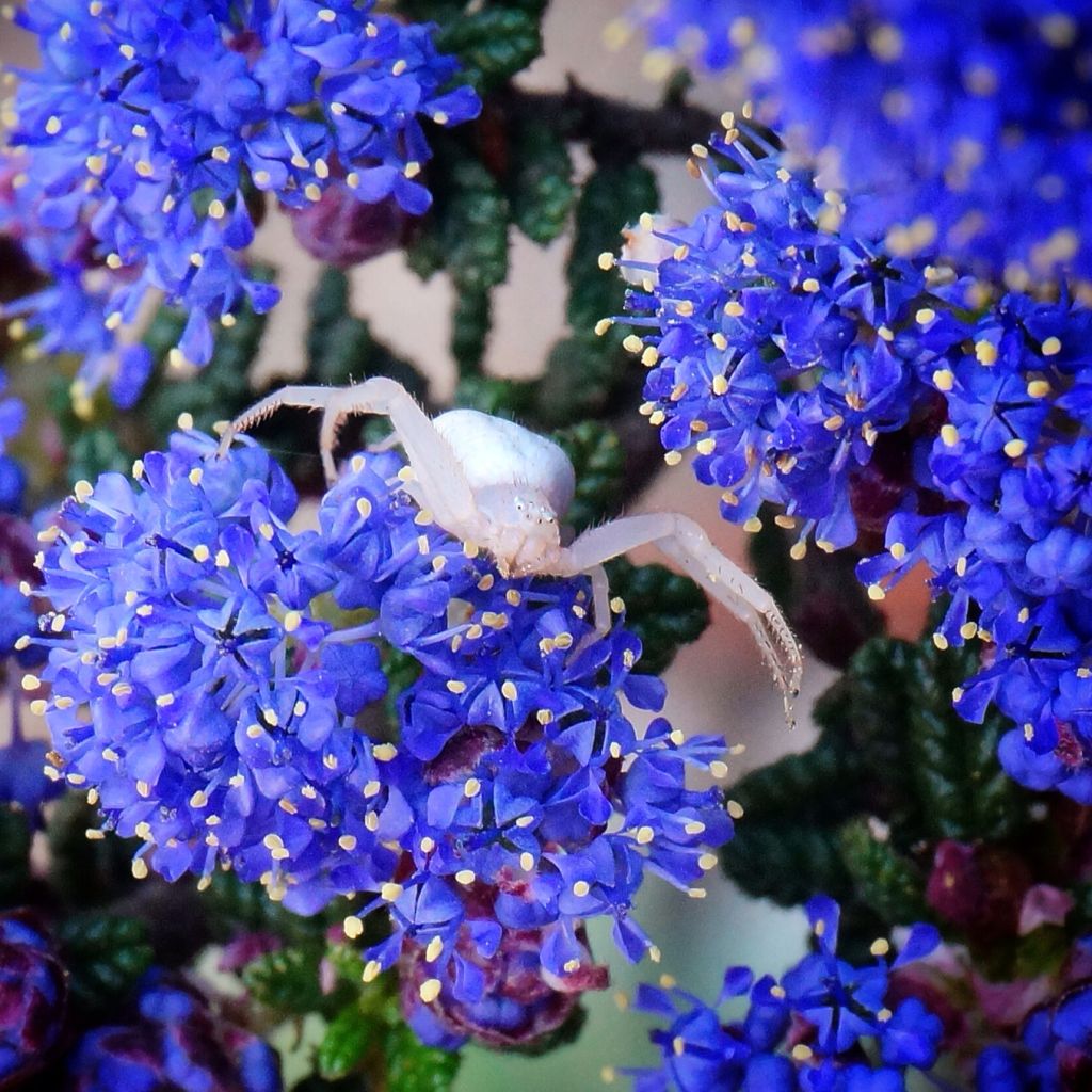 Säckelblume Dark Star - Ceanothus impressus