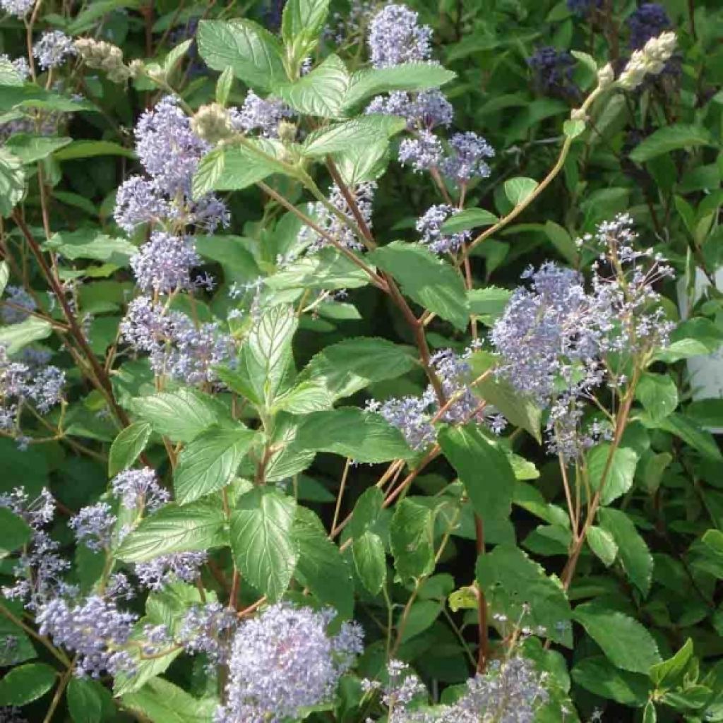 Céanothe Gloire de Versailles - Lilas de Californie