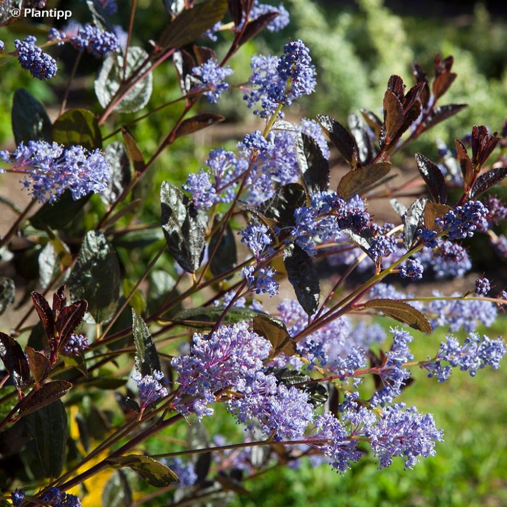 Kalifornischer Flieder Tuxedo - Ceanothus thyrsiflorus