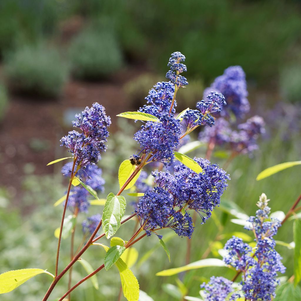 Säckelblume Comtesse De Paris - Ceanothus delilianus