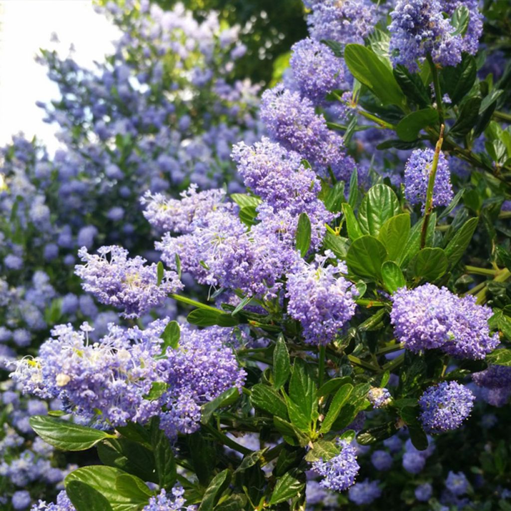 Säckelblume Victoria - Ceanothus impressus