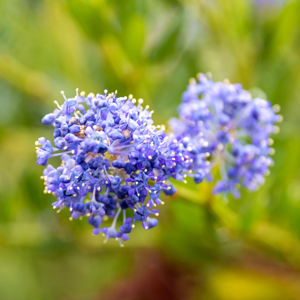 Säckelblume Victoria - Ceanothus impressus