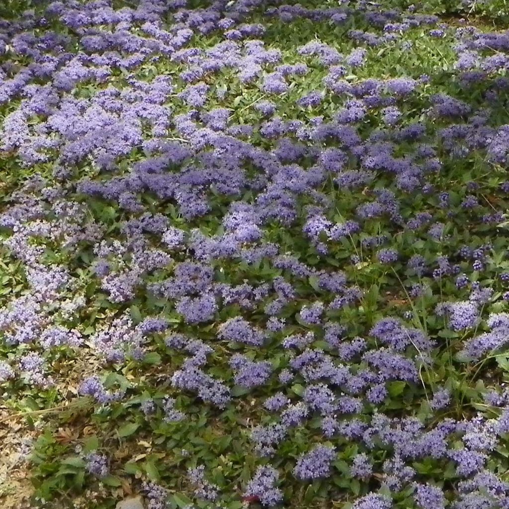 Ceanothus prostratus - Céanothe prostré.