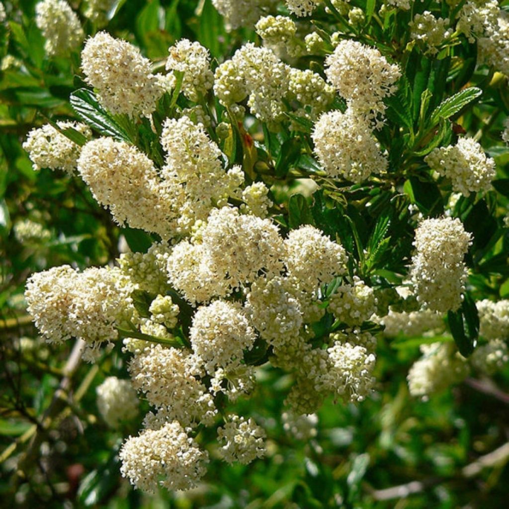 Kalifornischer Flieder Millerton Point - Ceanothus thyrsiflorus