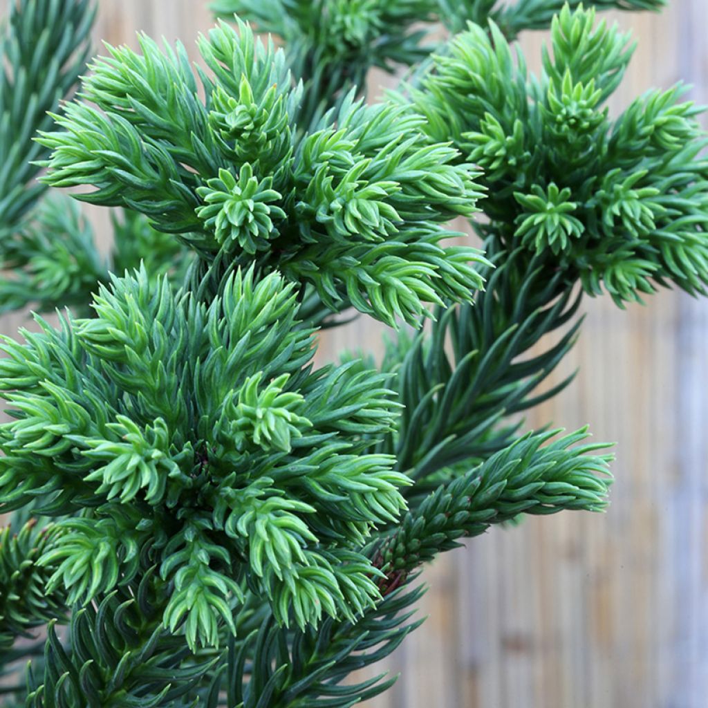 Cryptomeria japonica Dinger