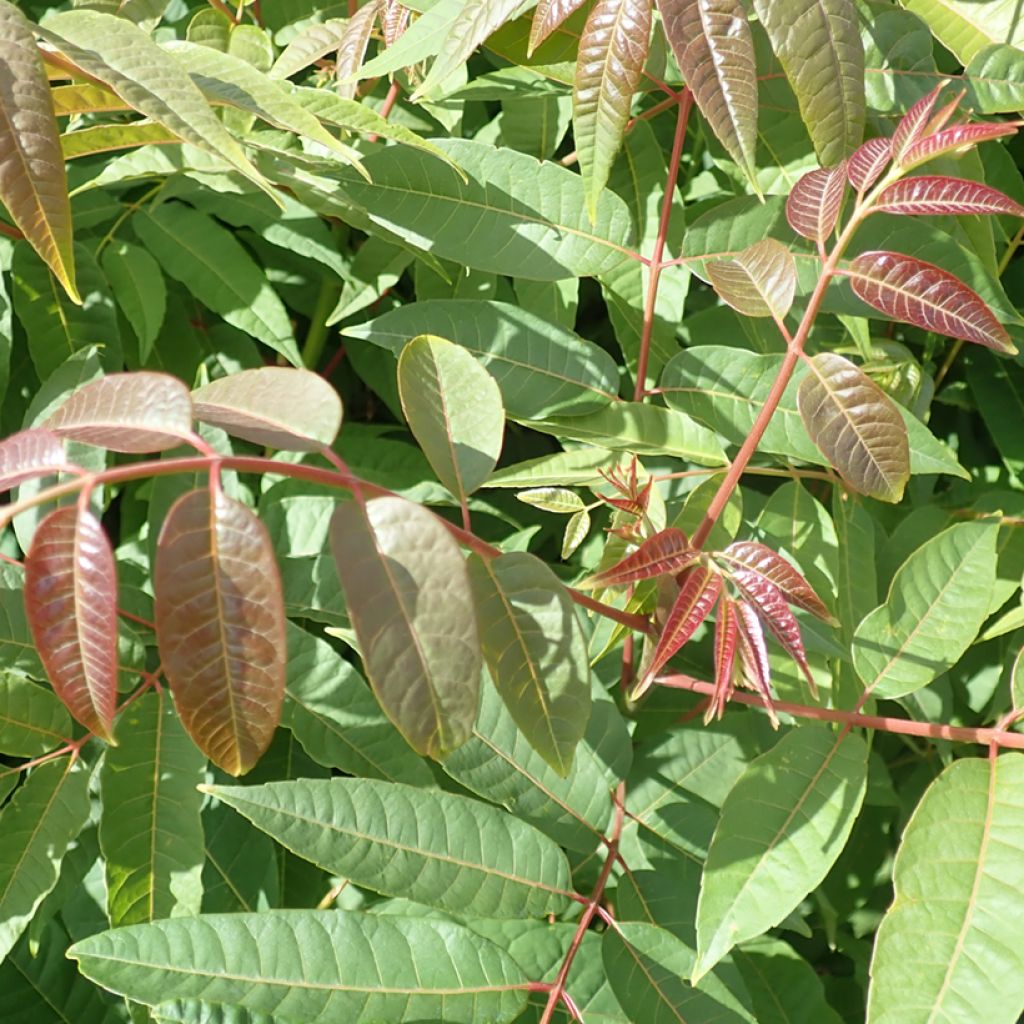 Toona sinensis - Chinesischer Surenbaum