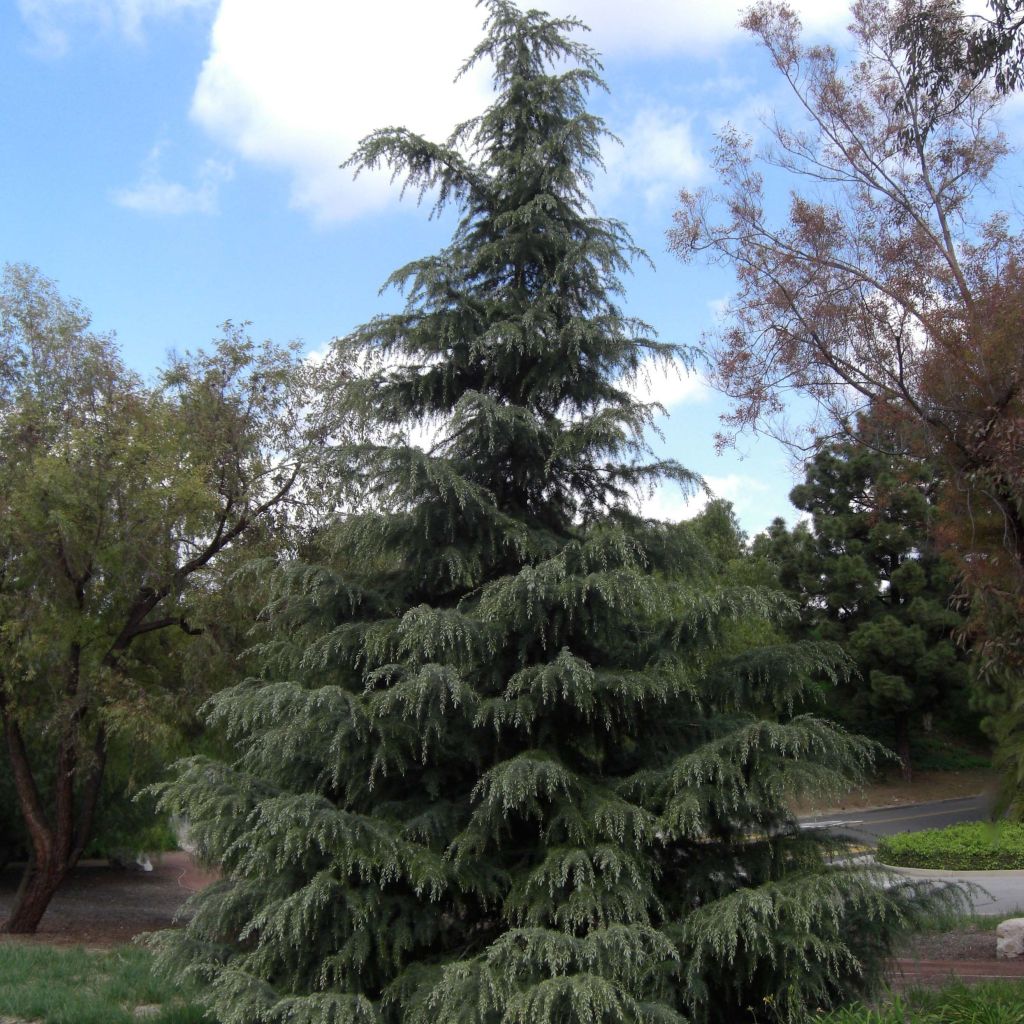 Cedrus deodara - Himalaya-Zeder