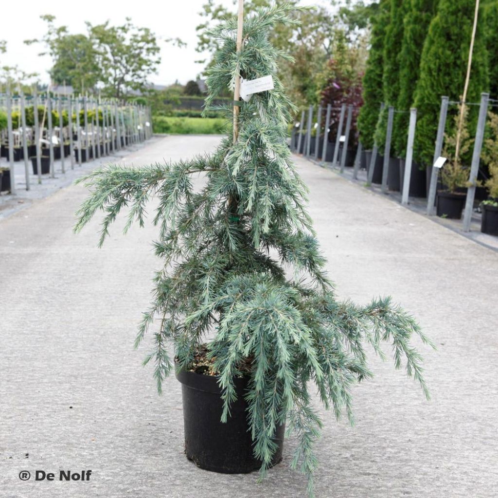 Cedrus deodara Feeling Blue - Himalaya-Zeder