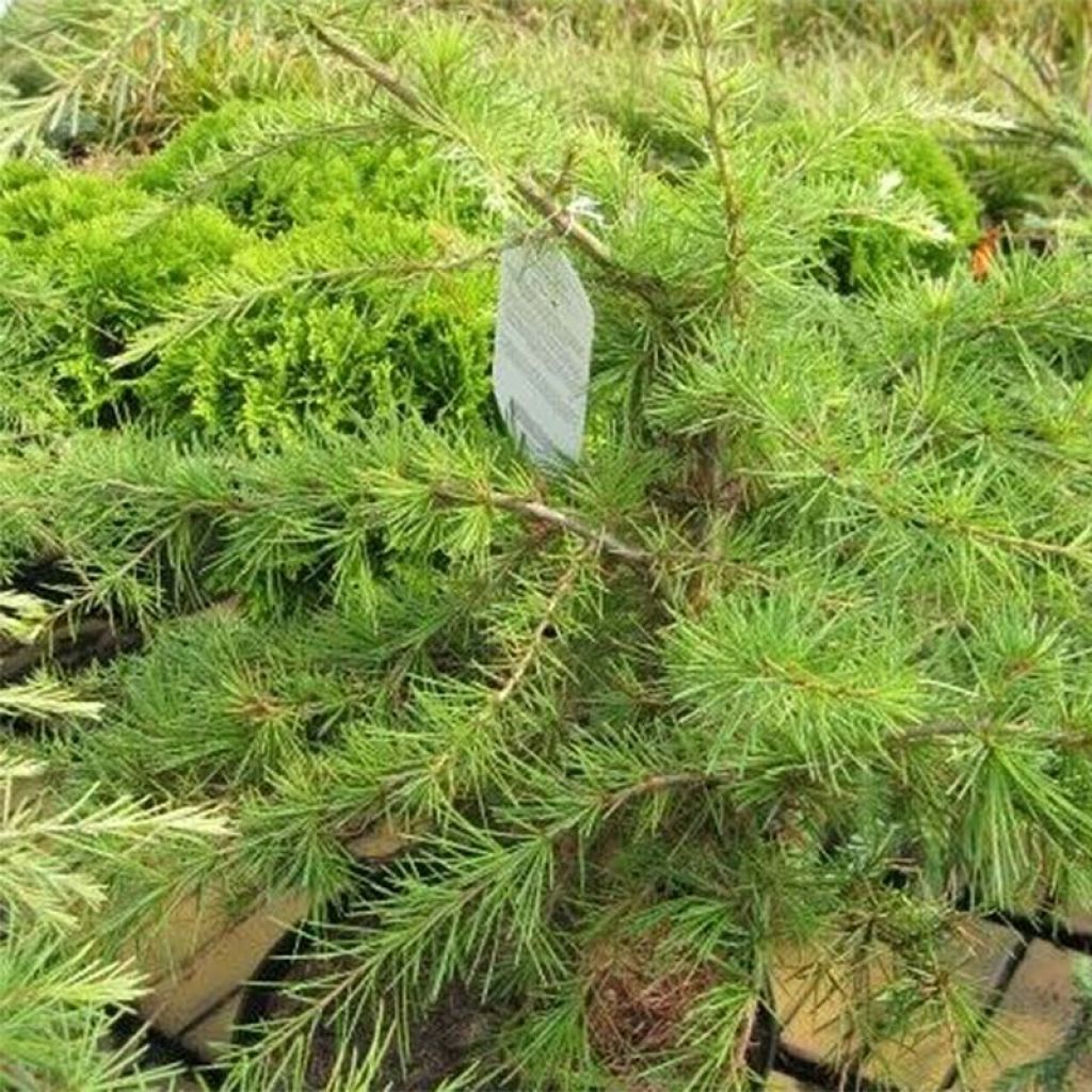 Cedrus deodara Golden Horizon - Himalaya-Zeder