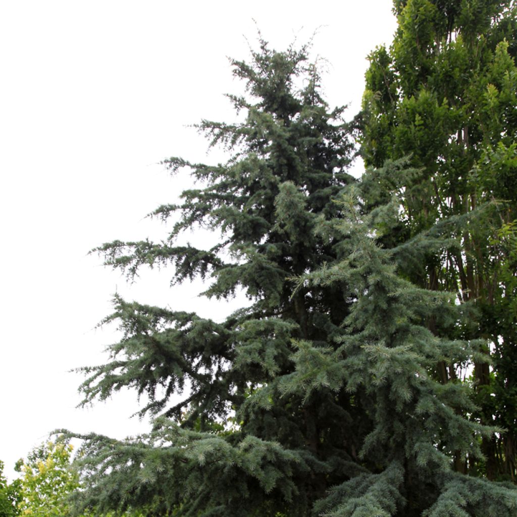 Cedrus deodara Karl Fuchs - Himalaya-Zeder