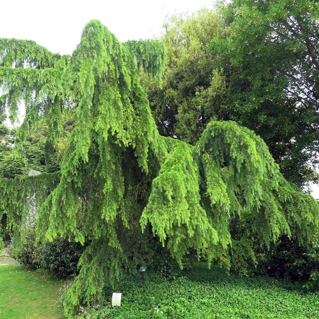 Cedrus deodara Pendula - Himalaya-Zeder