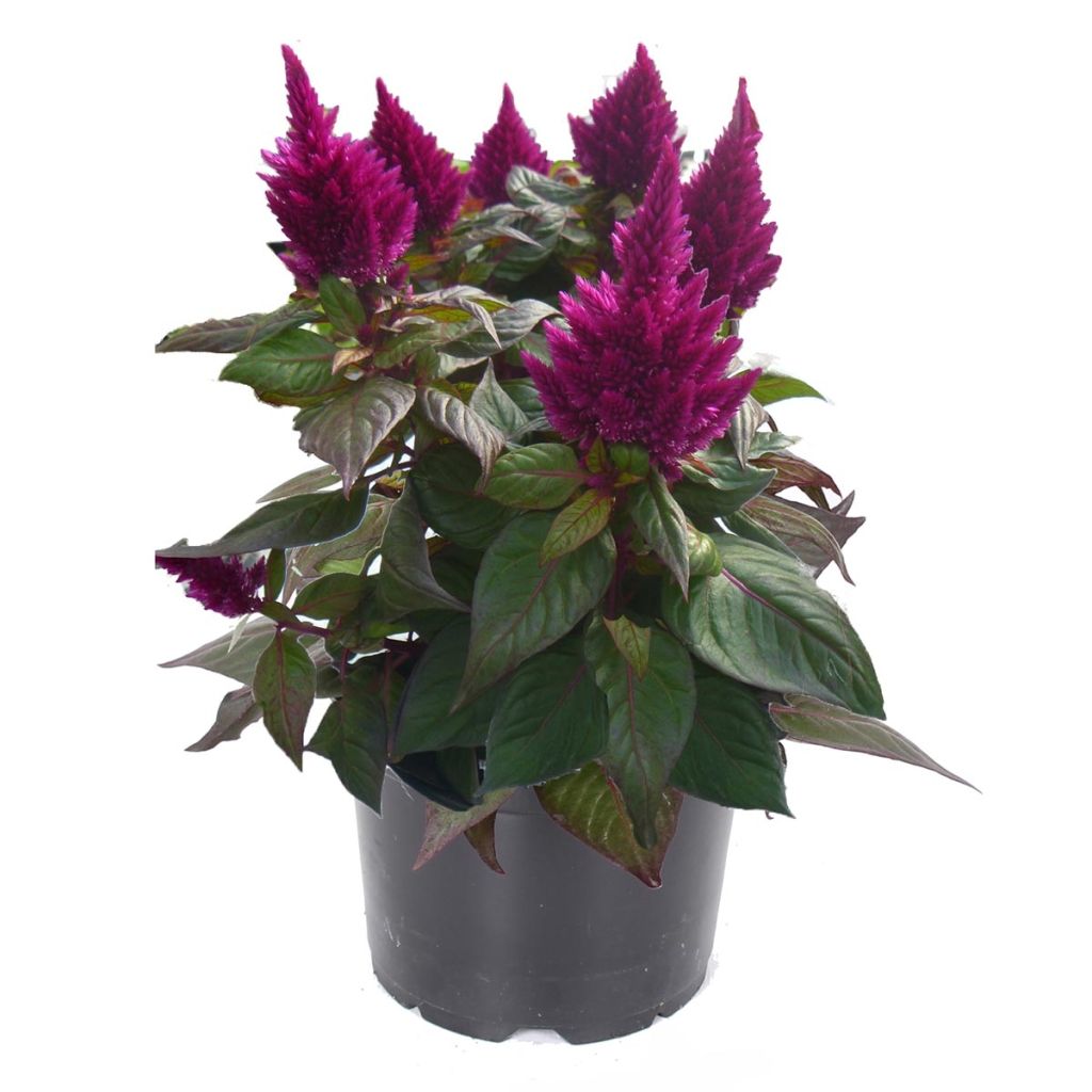 Celosia spicata Kelos Fire Purple - Brandschopf