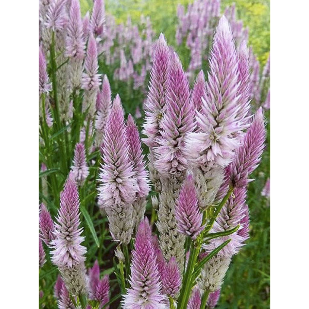 Celosia argentea var. spicata Flamingo Feather (Samen) - Silber-Brandschopf