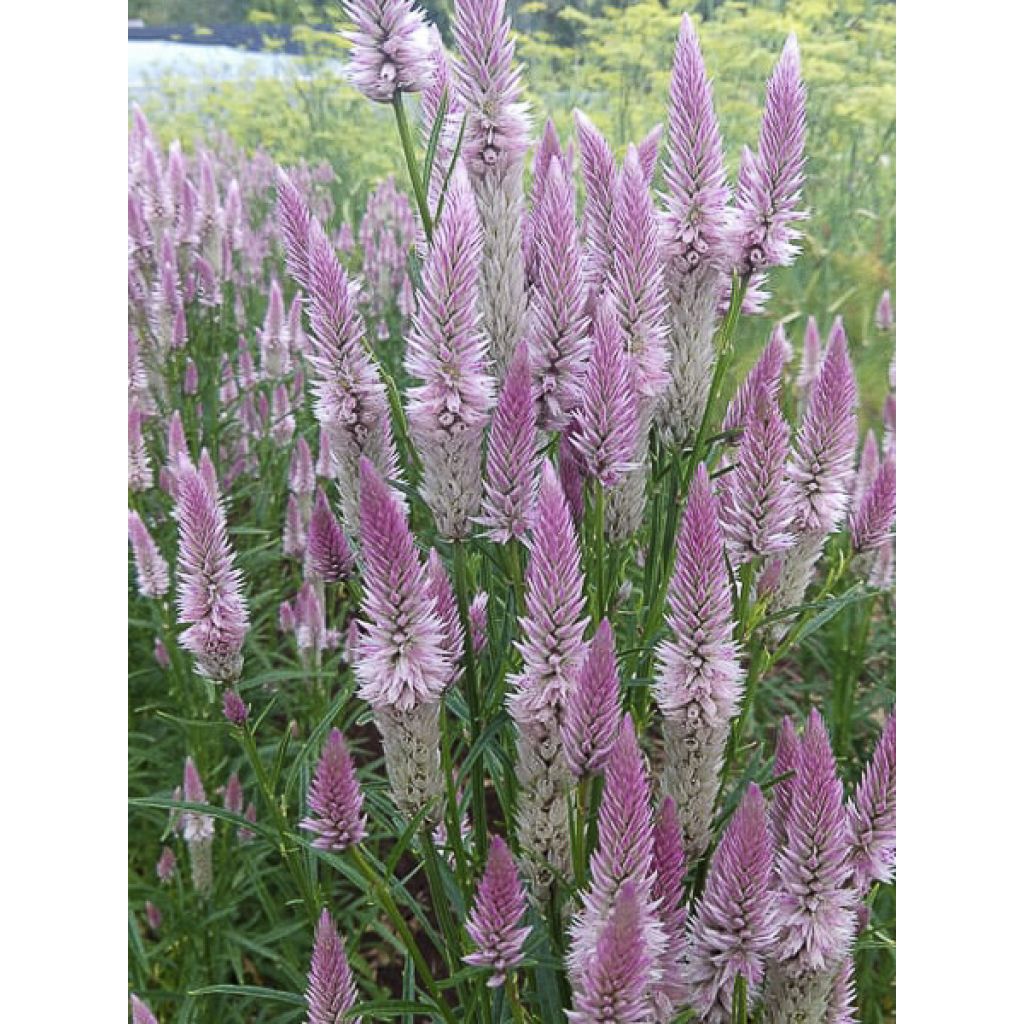 Celosia argentea var. spicata Flamingo Feather (Samen) - Silber-Brandschopf