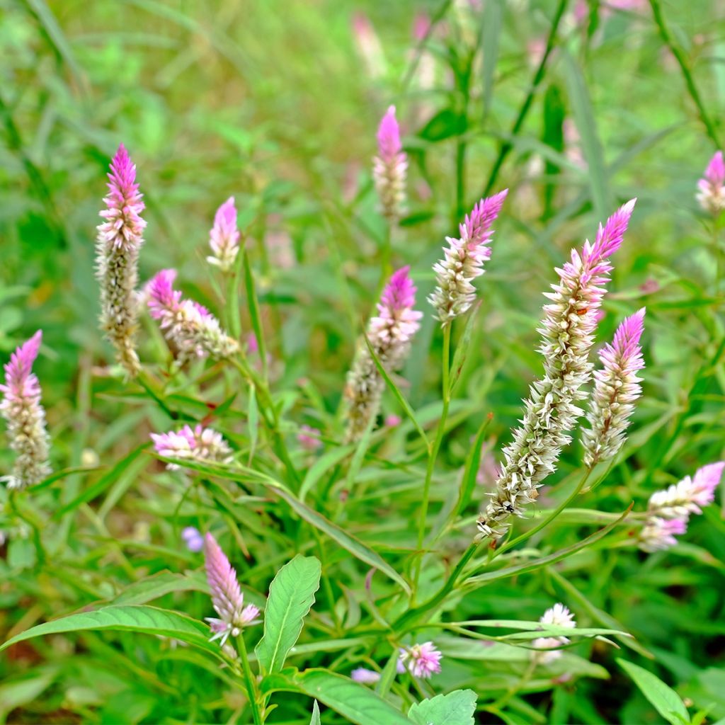 Celosia argentea var. spicata Flamingo Pink - Silber-Brandschopf