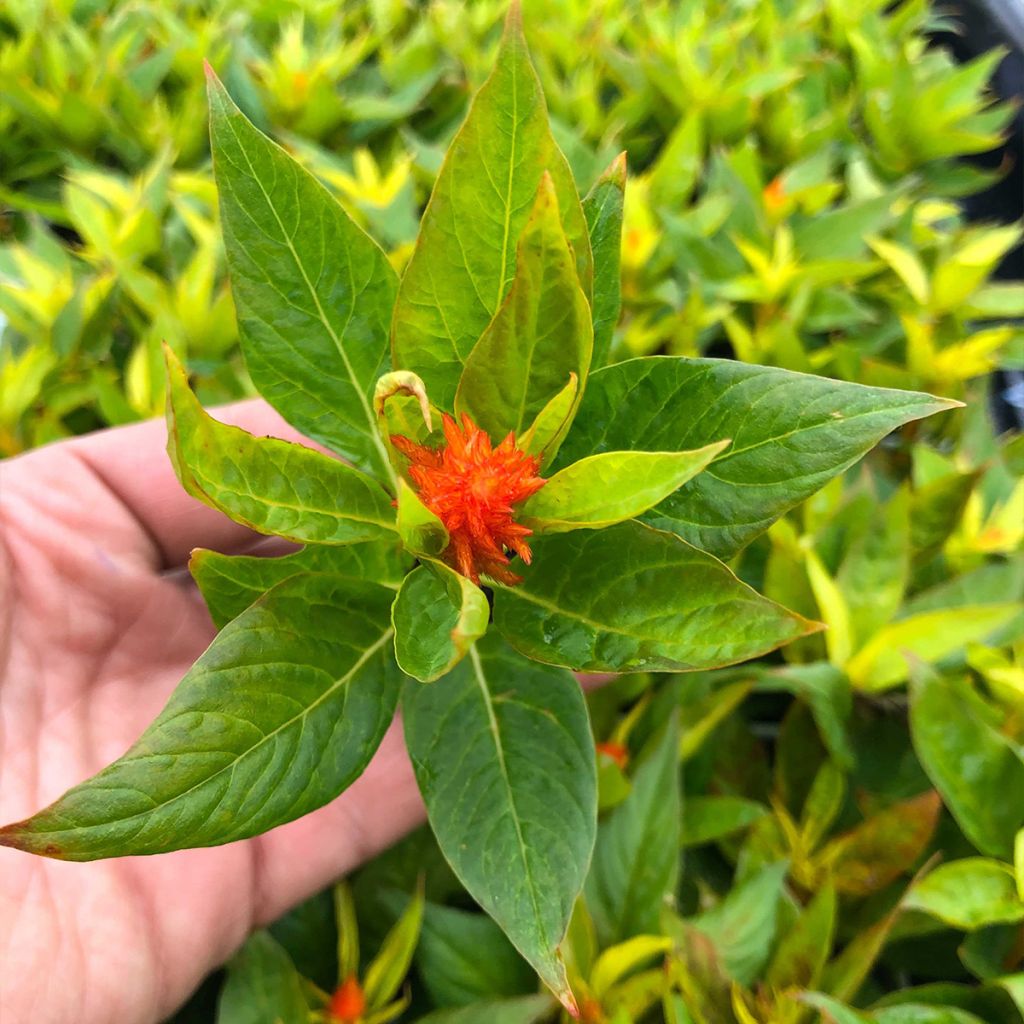 Celosia argentea var. plumosa Kelos Fire Orange - Silber-Brandschopf