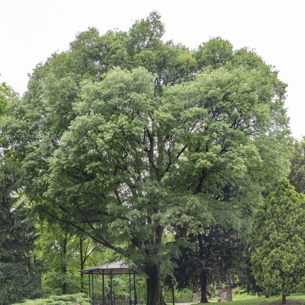 Celtis australis - Südlicher Zürgelbaum