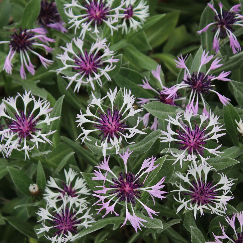 Berg-Flockenblume Amethyst in Snow - Centaurea montana