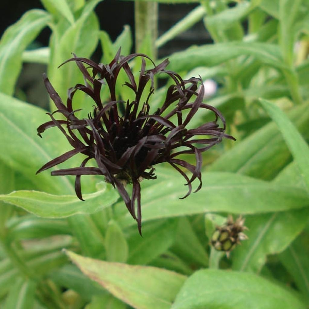 Berg-Flockenblume Black Sprite - Centaurea montana