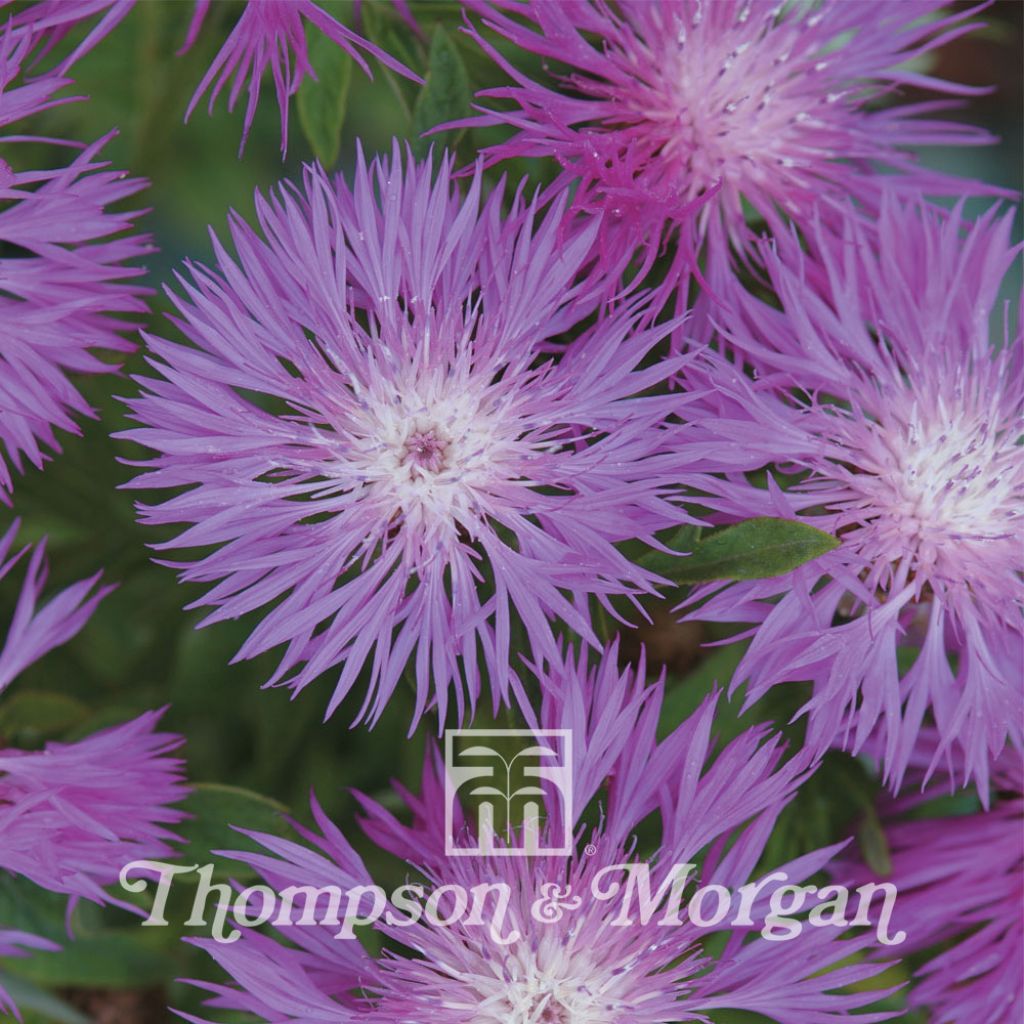 Centaurea dealbata (Samen) - Zweifarbige Flockenblume