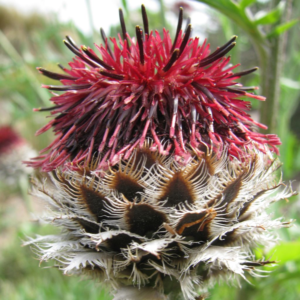 Centaurea atropurpurea - Rote Flockenblume