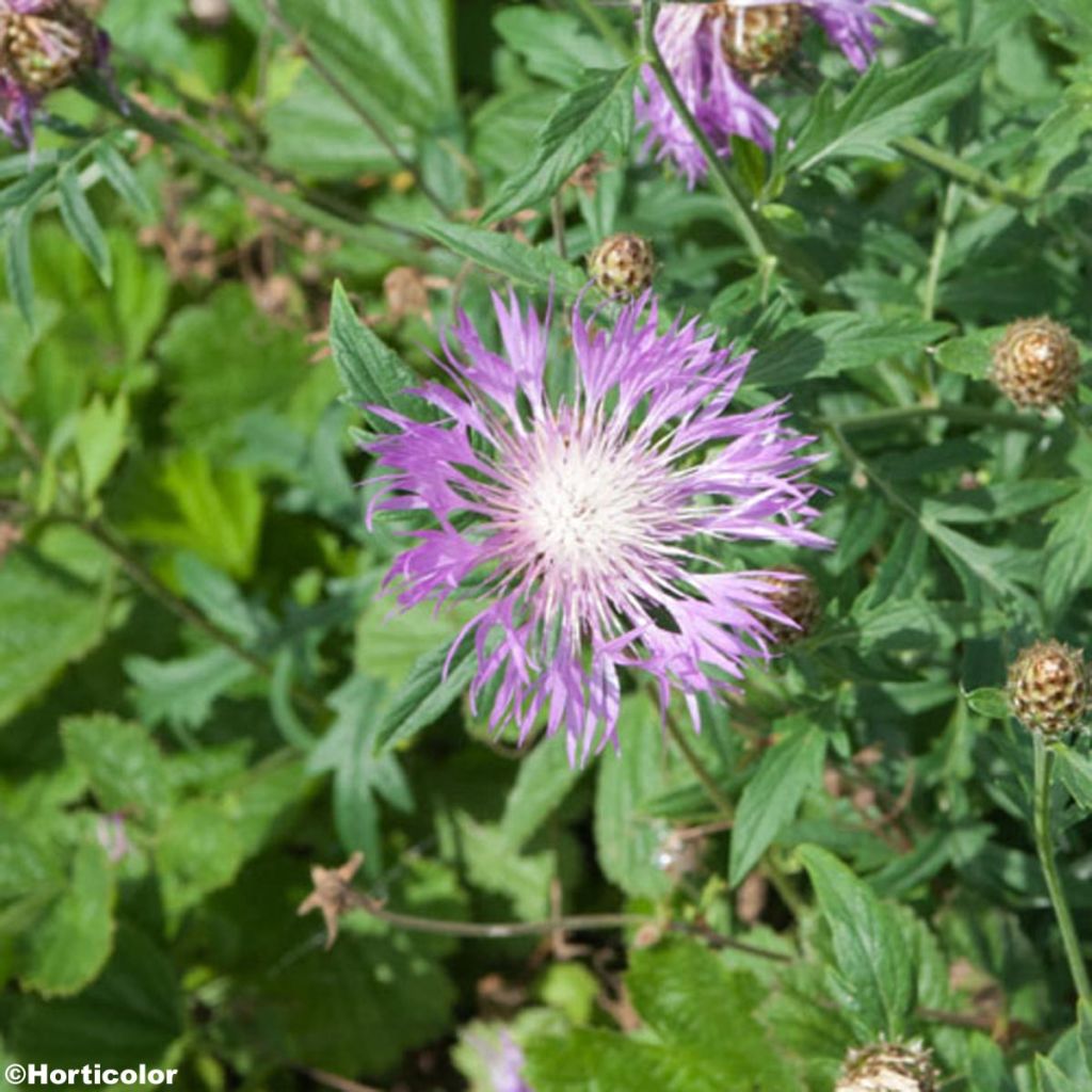 Centaurea bella - Silber-Flockenblume