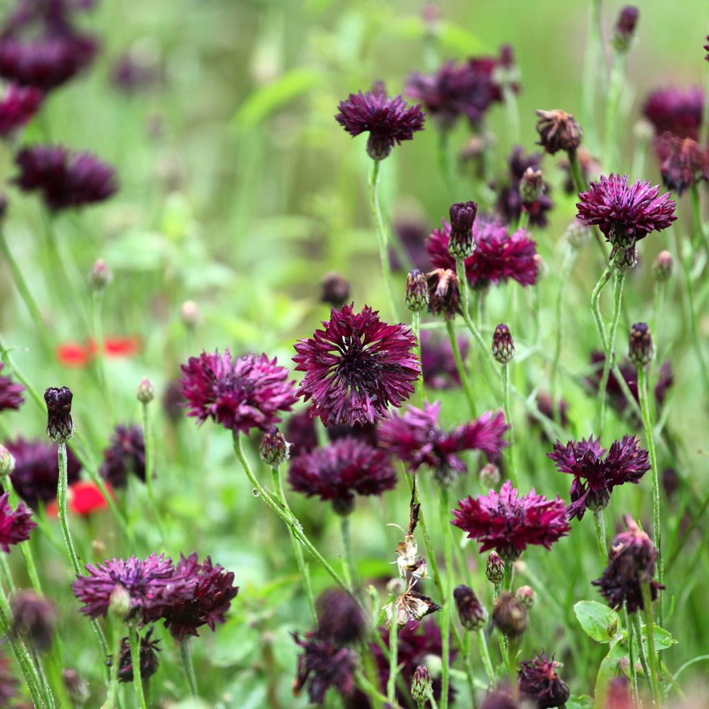 Graines de Centaurée bleuet Black Ball - Centaurea cyanus