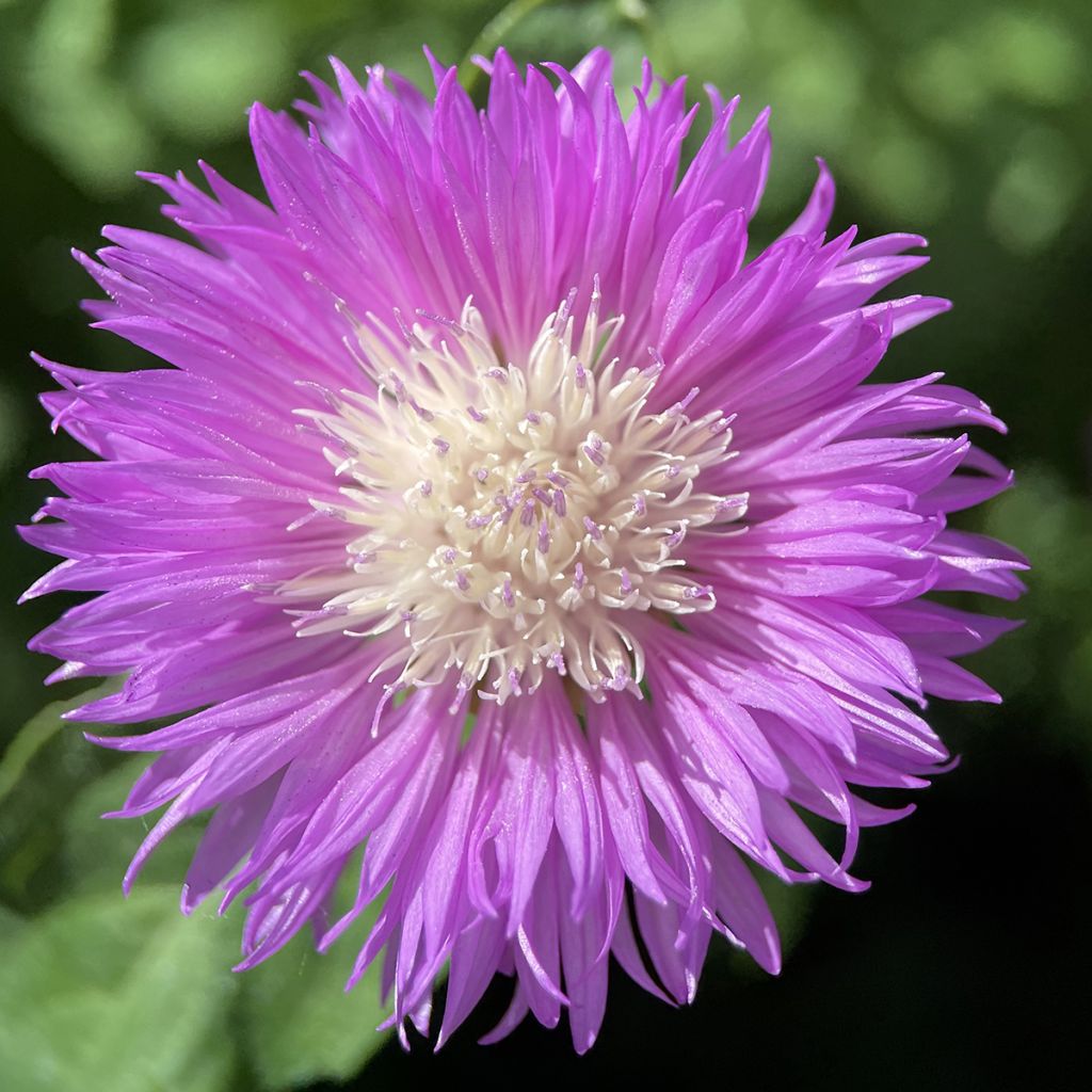 Centaurea dealbata - Zweifarbige Flockenblume