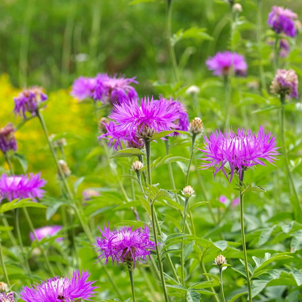 Centaurea dealbata - Zweifarbige Flockenblume