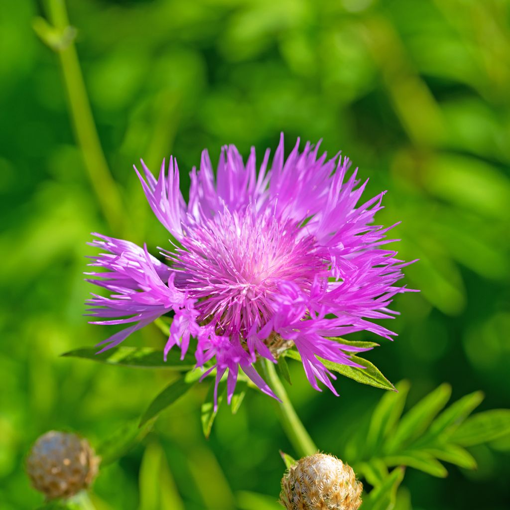 Centaurea dealbata - Zweifarbige Flockenblume