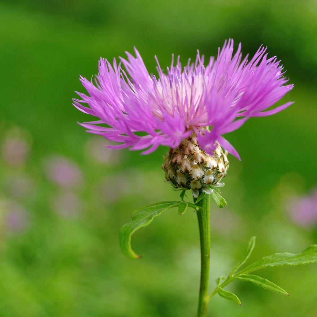 Centaurea dealbata - Zweifarbige Flockenblume