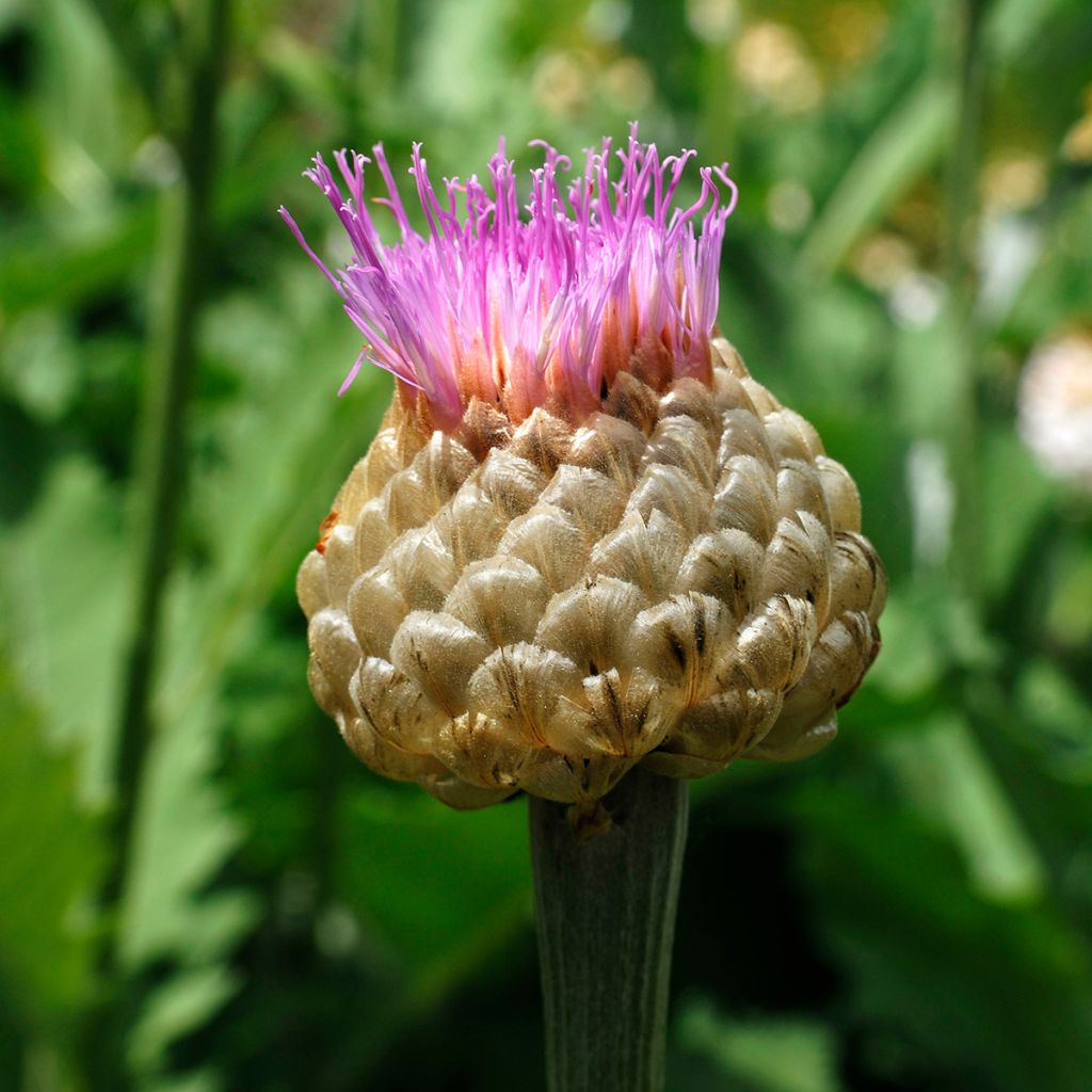 Centaurea dealbata - Zweifarbige Flockenblume