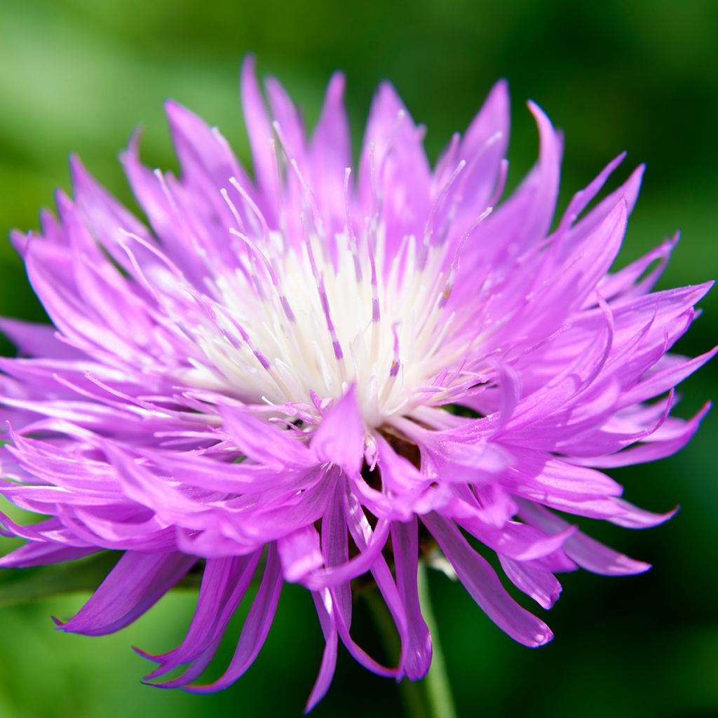 Centaurea dealbata - Zweifarbige Flockenblume