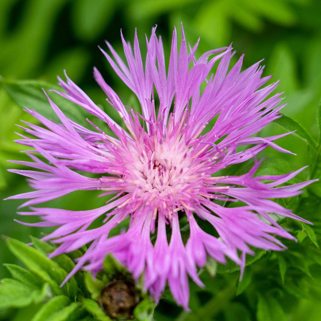 Centaurea dealbata - Zweifarbige Flockenblume