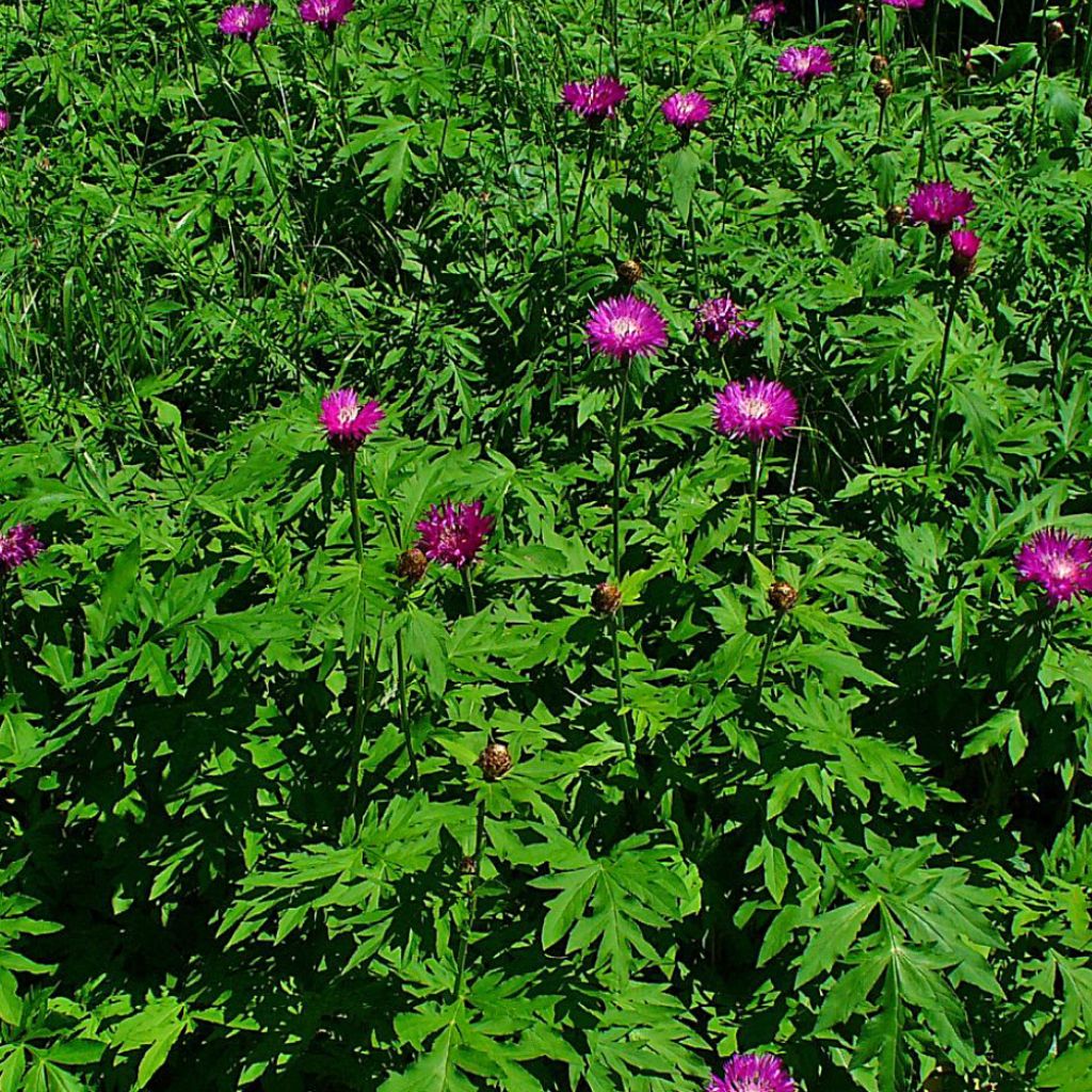 Centaurea dealbata Steenbergii - Centaurée de Perse