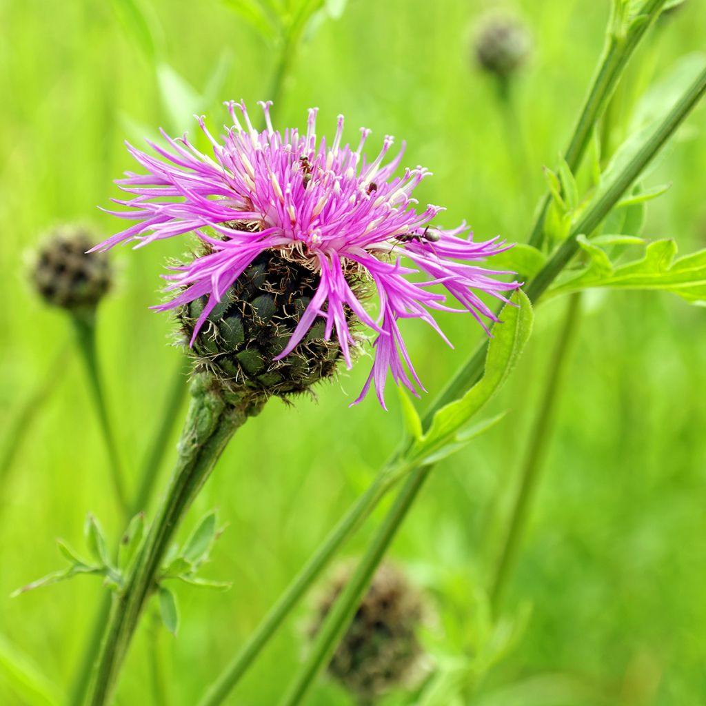 Centaurea jacea - Wiesen-Flockenblume