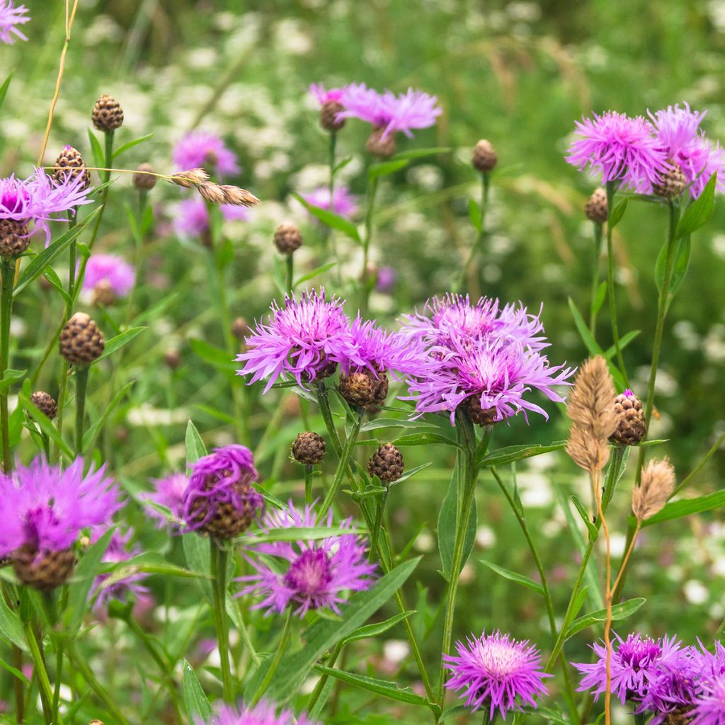 Centaurea jacea - Wiesen-Flockenblume