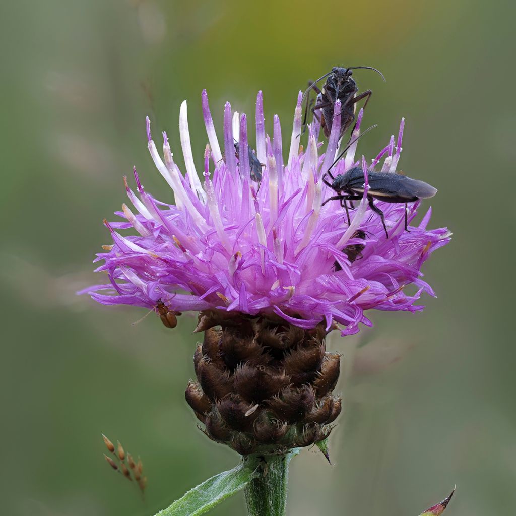 Centaurea jacea - Wiesen-Flockenblume