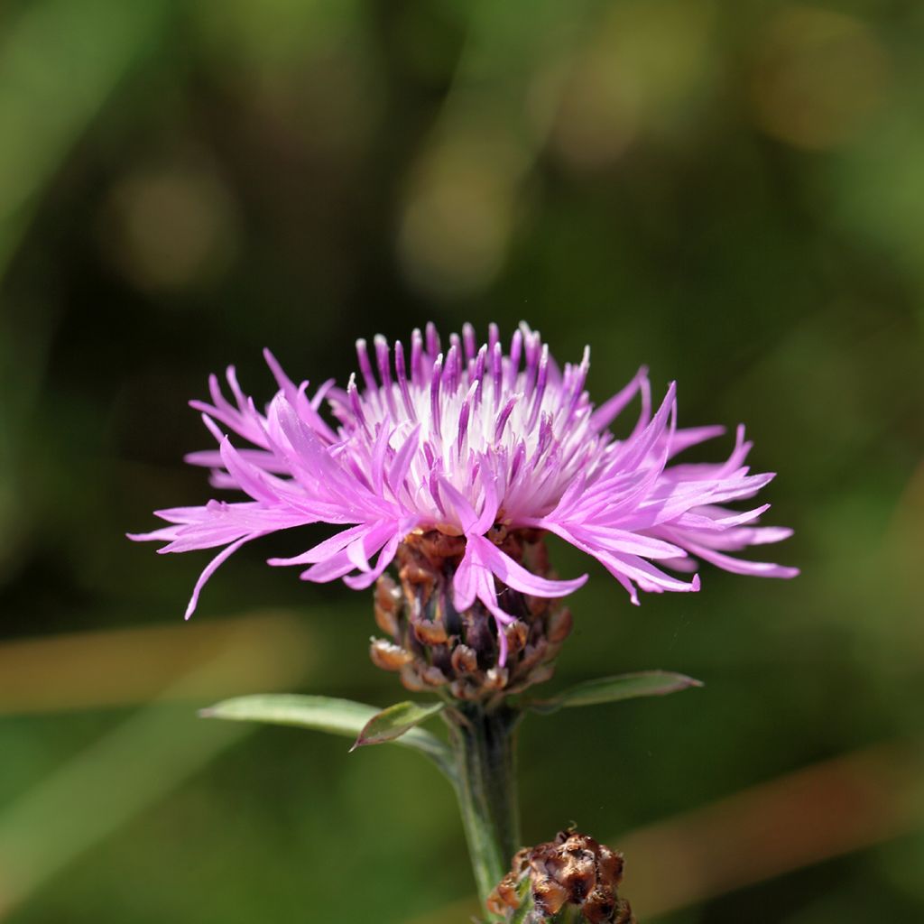 Centaurea jacea - Wiesen-Flockenblume