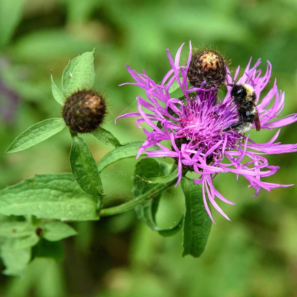 Centaurea jacea - Wiesen-Flockenblume