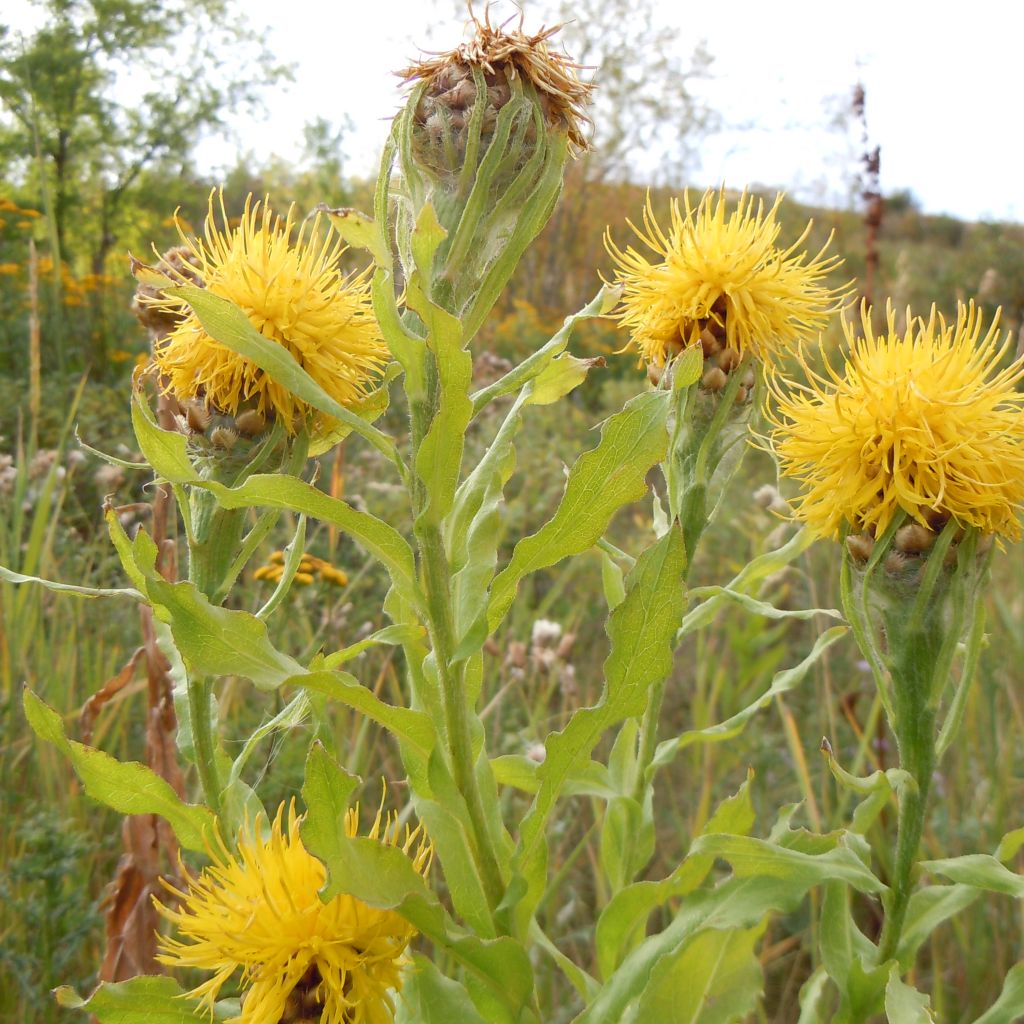 Centaurea macrocephala - Riesenflockenblume