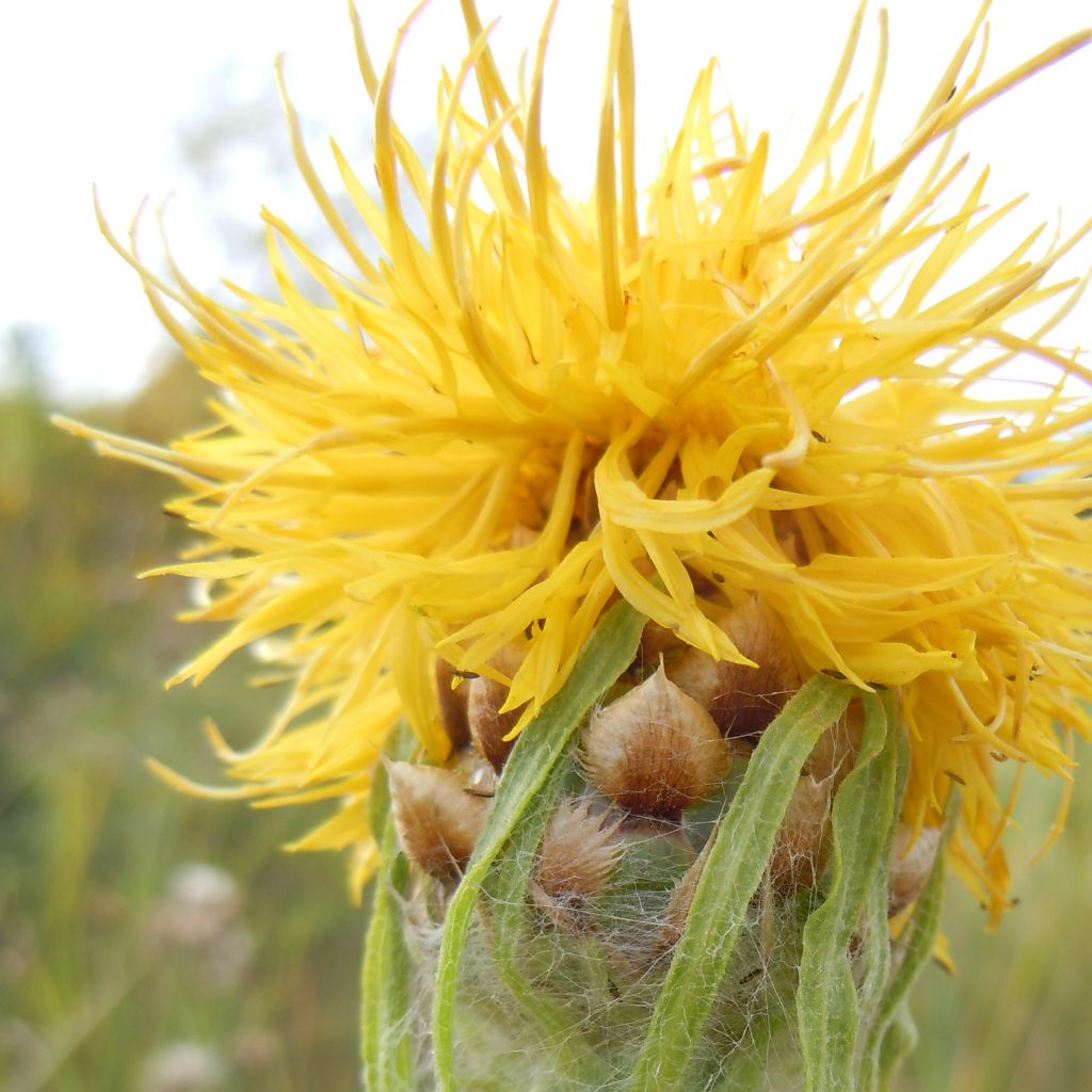 Centaurea macrocephala - Centaurée à grosse tête