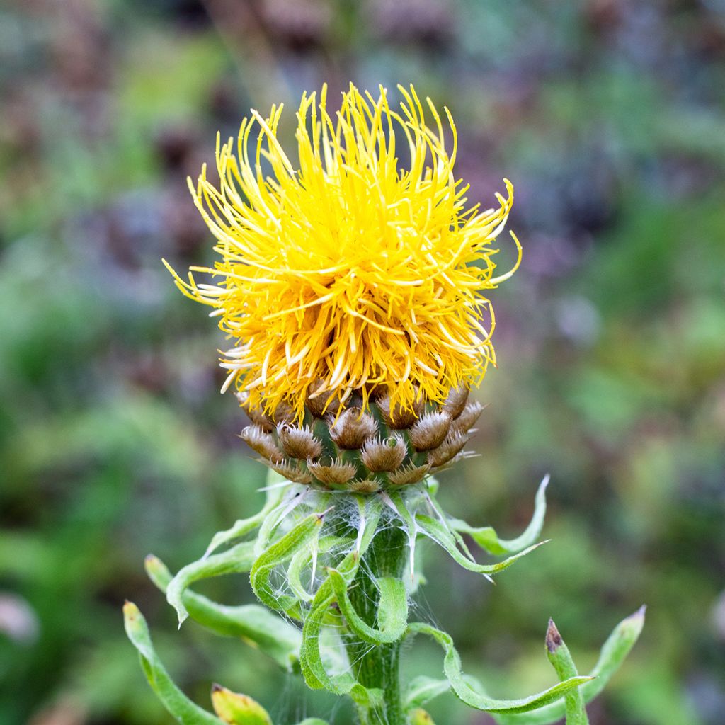 Centaurea macrocephala - Riesenflockenblume