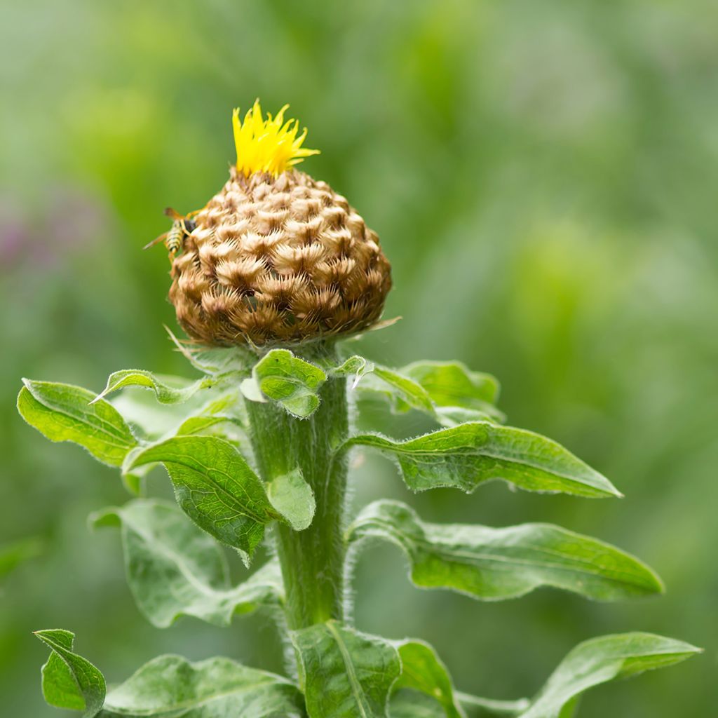 Centaurea macrocephala - Riesenflockenblume