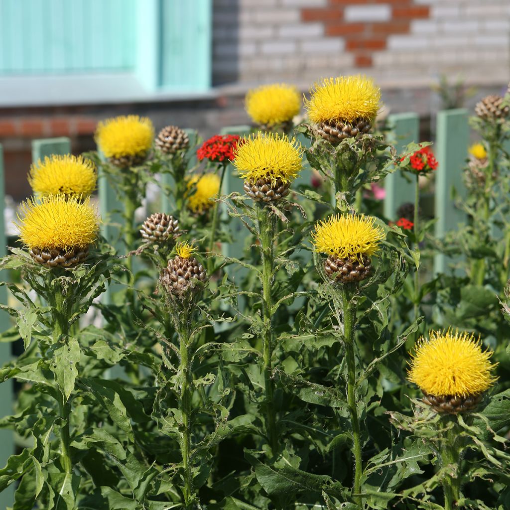 Centaurea macrocephala - Riesenflockenblume