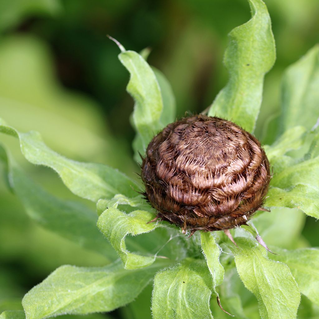 Centaurea macrocephala - Riesenflockenblume