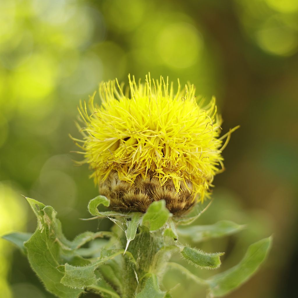 Centaurea macrocephala - Riesenflockenblume